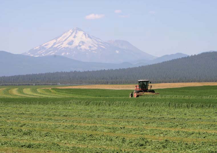 Hay is one of the few crops that is harvested and "packaged" in the field. New harvesting technologies are having important impacts on growers and consumers. Above, a rotary-type swather cuts alfalfa in Butte Valley (Siskiyou County), beneath Mt. Shasta.