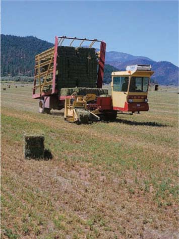 Small bales averaging about 125 pounds are collected in a bale wagon in Scott Valley (Siskiyou County).