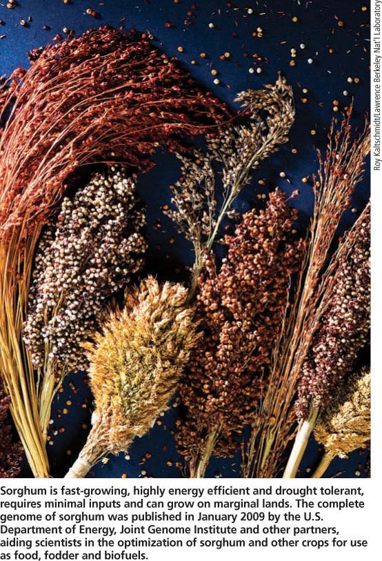 Sorghum is fast-growing, highly energy efficient and drought tolerant, requires minimal inputs and can grow on marginal lands. The complete genome of sorghum was published in January 2009 by the U.S. Department of Energy, Joint Genome Institute and other partners, aiding scientists in the optimization of sorghum and other crops for use as food, fodder and biofuels.