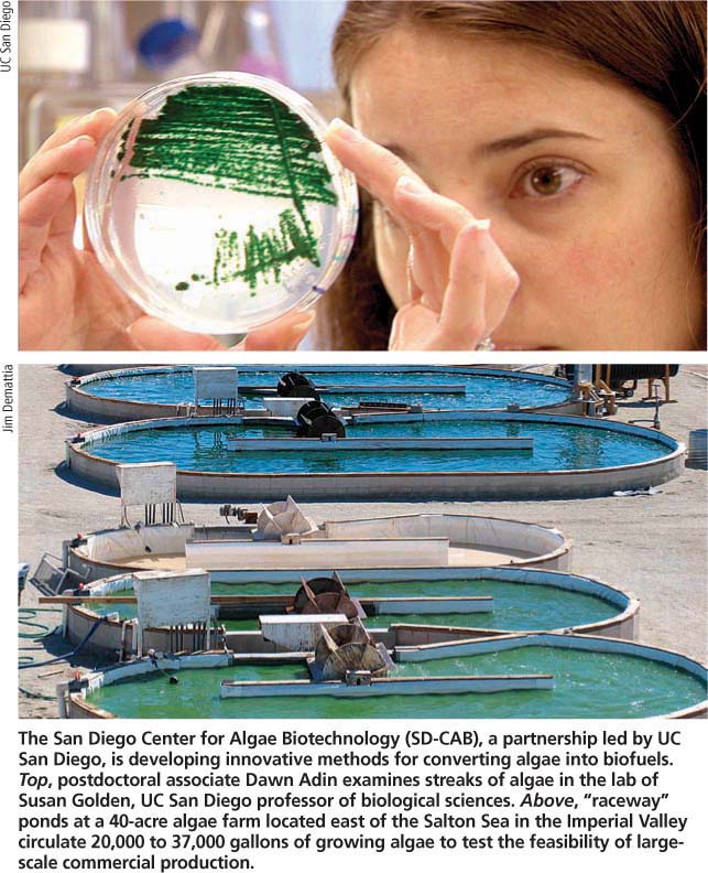 The San Diego Center for Algae Biotechnology (SD-CAB), a partnership led by UC San Diego, is developing innovative methods for converting algae into biofuels. Top, postdoctoral associate Dawn Adin examines streaks of algae in the lab of Susan Golden, UC San Diego professor of biological sciences. Above, “raceway” ponds at a 40-acre algae farm located east of the Salton Sea in the Imperial Valley circulate 20,000 to 37,000 gallons of growing algae to test the feasibility of large-scale commercial production.