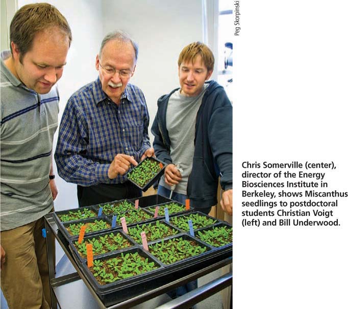 Chris Somerville (center), director of the Energy Biosciences Institute in Berkeley, shows Miscanthus seedlings to postdoctoral students Christian Voigt (left) and Bill Underwood.