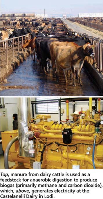 Top, manure from dairy cattle is used as a feedstock for anaerobic digestion to produce biogas (primarily methane and carbon dioxide), which, above, generates electricity at the Castelanelli Dairy in Lodi.