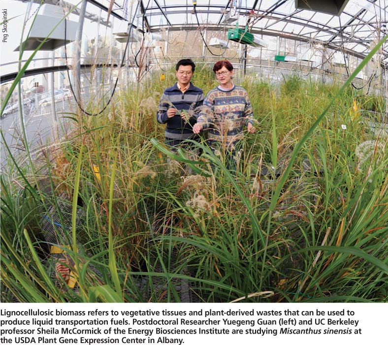 Lignocellulosic biomass refers to vegetative tissues and plant-derived wastes that can be used to produce liquid transportation fuels. Postdoctoral Researcher Yuegeng Guan (left) and UC Berkeley professor Sheila McCormick of the Energy Biosciences Institute are studying Miscanthus sinensis at the USDA Plant Gene Expression Center in Albany.