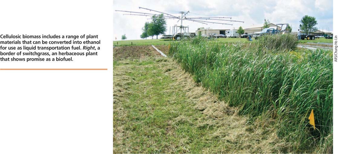 Cellulosic biomass includes a range of plant materials that can be converted into ethanol for use as liquid transportation fuel. Right, a border of switchgrass, an herbaceous plant that shows promise as a biofuel.
