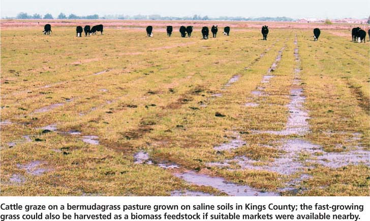 Cattle graze on a bermudagrass pasture grown on saline soils in Kings County; the fast-growing grass could also be harvested as a biomass feedstock if suitable markets were available nearby.