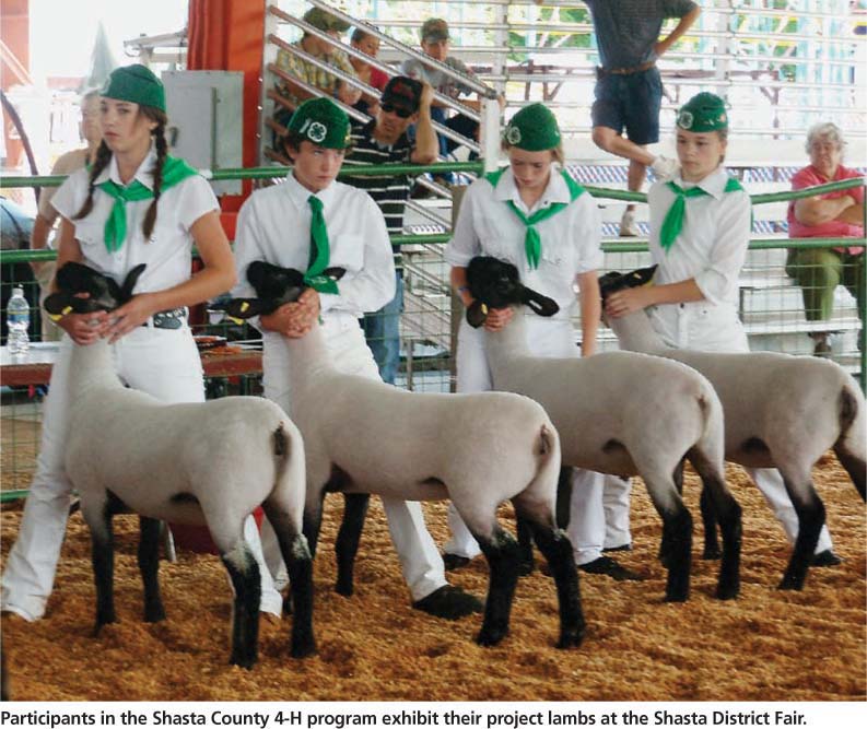 Participants in the Shasta County 4-H program exhibit their project lambs at the Shasta District Fair.