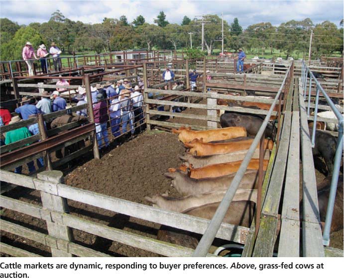 Cattle markets are dynamic, responding to buyer preferences. Above, grass-fed cows at auction.