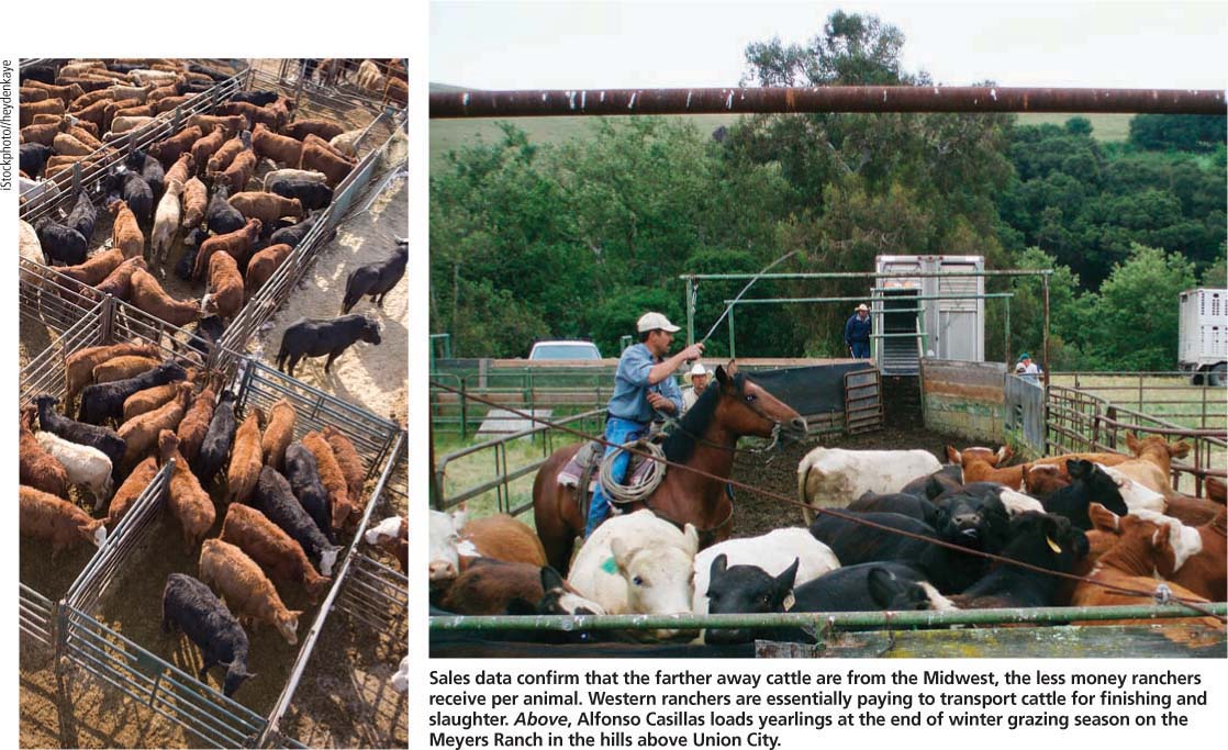 Sales data confirm that the farther away cattle are from the Midwest, the less money ranchers receive per animal. Western ranchers are essentially paying to transport cattle for finishing and slaughter. Above, Alfonso Casillas loads yearlings at the end of winter grazing season on the Meyers Ranch in the hills above Union City.