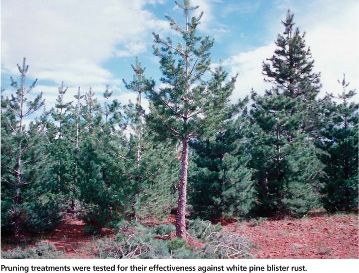 Pruning treatments were tested for their effectiveness against white pine blister rust.