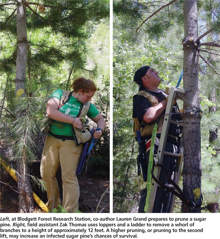 Left, at Blodgett Forest Research Station, co-author Lauren Grand prepares to prune a sugar pine. Right, field assistant Zak Thomas uses loppers and a ladder to remove a whorl of branches to a height of approximately 12 feet. A higher pruning, or pruning to the second lift, may increase an infected sugar pine's chances of survival.