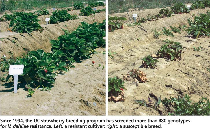 Since 1994, the Uc strawberry breeding program has screened more than 480 genotypes for V. dahliae resistance. Left, a resistant cultivar; right, a susceptible breed.