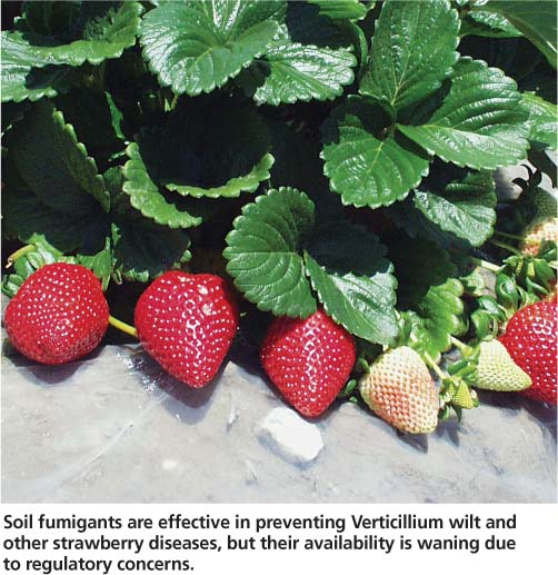 Soil fumigants are effective in preventing Verticillium wilt and other strawberry diseases, but their availability is waning due to regulatory concerns.