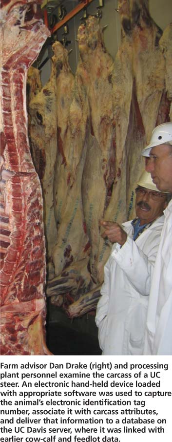 Farm advisor Dan Drake (right) and processing plant personnel examine the carcass of a UC steer. An electronic hand-held device loaded with appropriate software was used to capture the animal's electronic identification tag number, associate it with carcass attributes, and deliver that information to a database on the UC Davis server, where it was linked with earlier cow-calf and feedlot data.