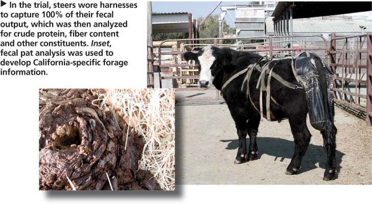 In the trial, steers wore harnesses to capture 100% of their fecal output, which was then analyzed for crude protein, fiber content and other constituents. Inset, fecal pat analysis was used to develop California-specific forage information.