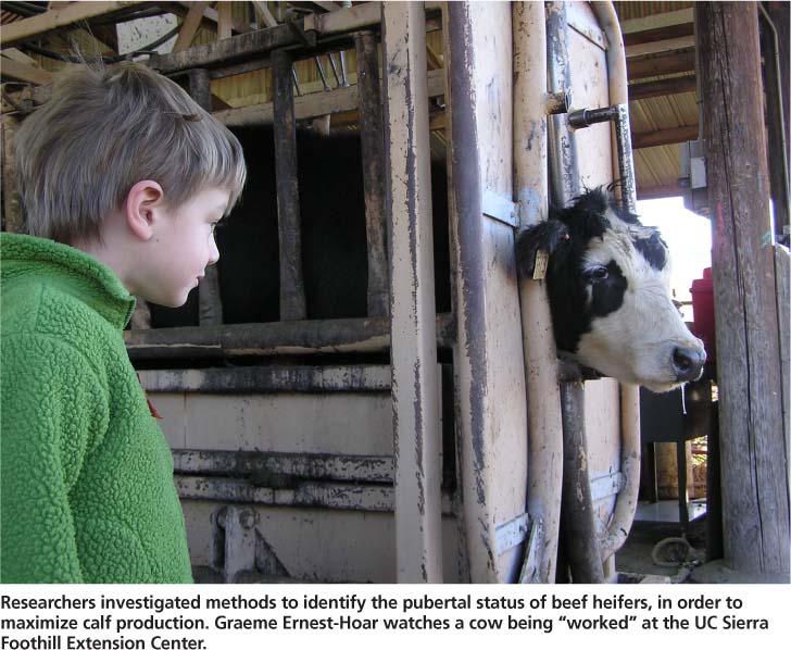 Researchers investigated methods to identify the pubertal status of beef heifers, in order to maximize calf production. Graeme Ernest-Hoar watches a cow being “worked” at the UC Sierra Foothill Extension Center.