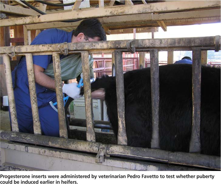 Progesterone inserts were administered by veterinarian Pedro Favetto to test whether puberty could be induced earlier in heifers.