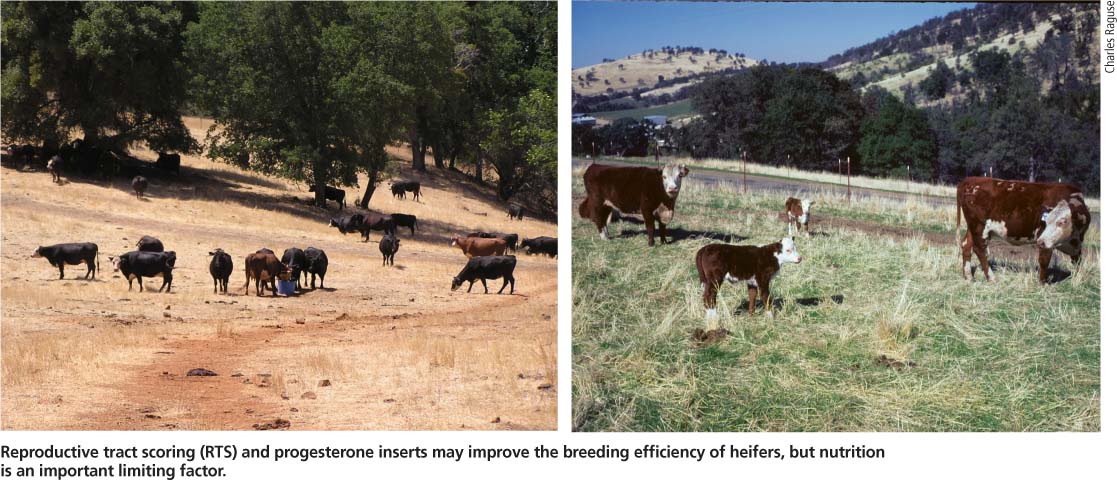 Reproductive tract scoring (RTS) and progesterone inserts may improve the breeding efficiency of heifers, but nutrition is an important limiting factor.