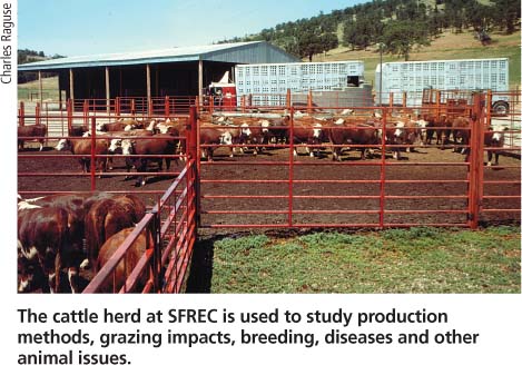 The cattle herd at SFREC is used to study production methods, grazing impacts, breeding, diseases and other animal issues.