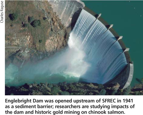 Englebright Dam was opened upstream of SFREC in 1941 as a sediment barrier; researchers are studying impacts of the dam and historic gold mining on chinook salmon.