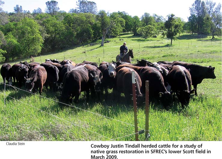 Cowboy Justin Tindall herded cattle for a study of native grass restoration in SFREC's lower Scott field in March 2009.