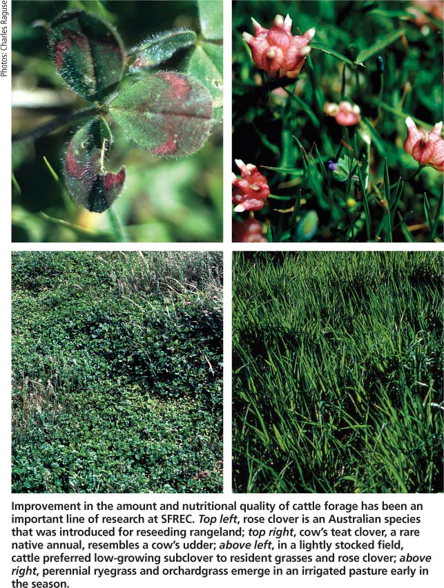 Improvement in the amount and nutritional quality of cattle forage has been an important line of research at SFREC. Top left, rose clover is an Australian species that was introduced for reseeding rangeland; top right, cow's teat clover, a rare native annual, resembles a cow's udder; above left, in a lightly stocked field, cattle preferred low-growing subclover to resident grasses and rose clover; above right, perennial ryegrass and orchardgrass emerge in an irrigated pasture early in the season.