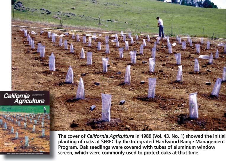 The cover of California Agriculture in 1989 (Vol. 43, No. 1) showed the initial planting of oaks at SFREC by the Integrated Hardwood Range Management Program. Oak seedlings were covered with tubes of aluminum window screen, which were commonly used to protect oaks at that time.