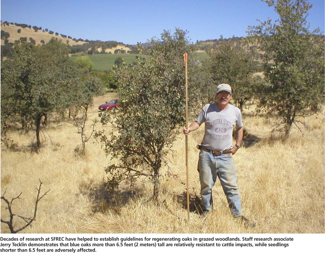 Decades of research at SFREC have helped to establish guidelines for regenerating oaks in grazed woodlands. Staff research associate Jerry Tecklin demonstrates that blue oaks more than 6.5 feet (2 meters) tall are relatively resistant to cattle impacts, while seedlings shorter than 6.5 feet are adversely affected.