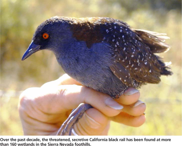 Over the past decade, the threatened, secretive California black rail has been found at more than 160 wetlands in the Sierra Nevada foothills.