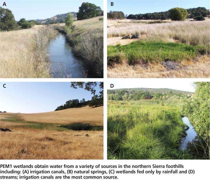 PEM1 wetlands obtain water from a variety of sources in the northern Sierra foothills including: (A) irrigation canals, (B) natural springs, (C) wetlands fed only by rainfall and (D) streams; irrigation canals are the most common source.