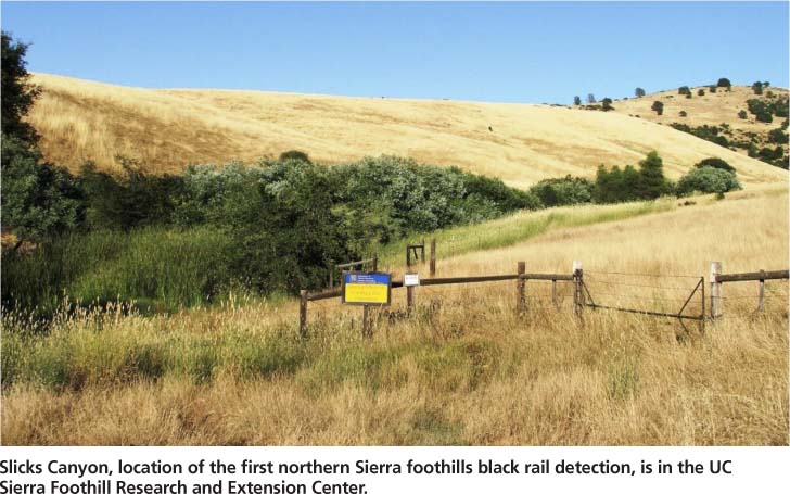 Slicks Canyon, location of the first northern Sierra foothills black rail detection, is in the UC Sierra Foothill Research and Extension Center.