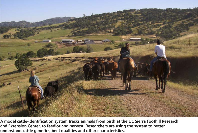A model cattle-identification system tracks animals from birth at the UC Sierra Foothill Research and Extension Center, to feedlot and harvest. Researchers are using the system to better understand cattle genetics, beef qualities and other characteristics.
