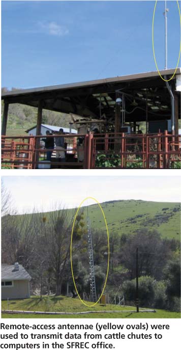 Remote-access antennae (yellow ovals) were used to transmit data from cattle chutes to computers in the SFREC office.