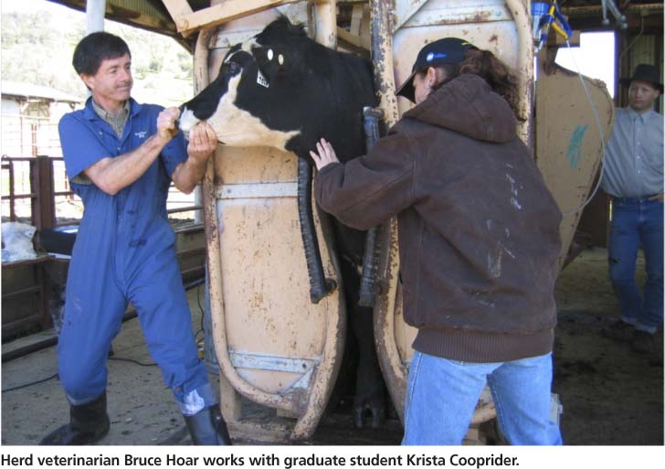Herd veterinarian Bruce Hoar works with graduate student Krista Cooprider.