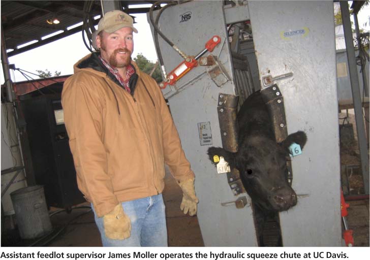 Assistant feedlot supervisor James Moller operates the hydraulic squeeze chute at UC Davis.