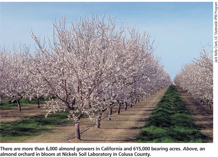There are more than 6,000 almond growers in California and 615,000 bearing acres. Above, an almond orchard in bloom at Nickels Soil Laboratory in Colusa County.