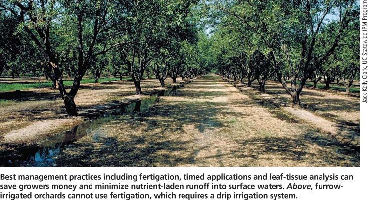Best management practices including fertigation, timed applications and leaf-tissue analysis can save growers money and minimize nutrient-laden runoff into surface waters. Above, furrowirrigated orchards cannot use fertigation, which requires a drip irrigation system.
