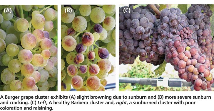 A Burger grape cluster exhibits (A) slight browning due to sunburn and (B) more severe sunburn and cracking. (C) Left, A healthy Barbera cluster and, right, a sunburned cluster with poor coloration and raisining.