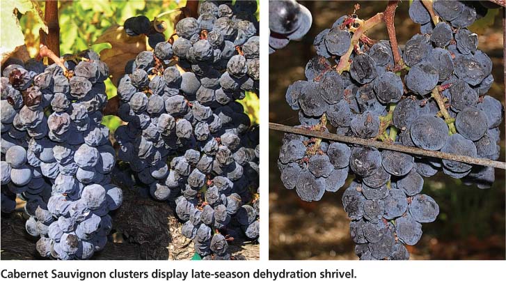 Cabernet Sauvignon clusters display late-season dehydration shrivel.
