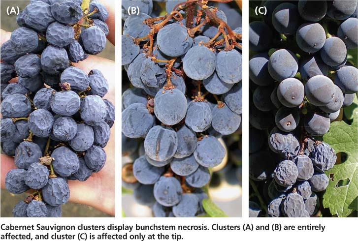 Cabernet Sauvignon clusters display bunchstem necrosis. Clusters (A) and (B) are entirely affected, and cluster (C) is affected only at the tip.