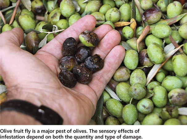 Olive fruit fly is a major pest of olives. The sensory effects of infestation depend on both the quantity and type of damage.