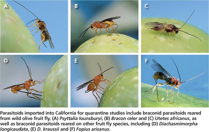 Parasitoids imported into California for quarantine studies include braconid parasitoids reared from wild olive fruit fly, (A) Psyttalia lounsburyi, (B) Bracon celer and (C) Utetes africanus, as well as braconid parasitoids reared on other fruit fly species, including (D) Diachasmimorpha longicaudata, (E) D. kraussii and (F) Fopius arisanus.