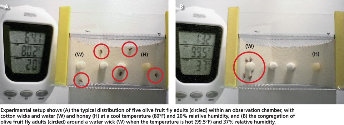 Experimental setup shows (A) the typical distribution of five olive fruit fly adults (circled) within an observation chamber, with cotton wicks and water (W) and honey (H) at a cool temperature (80°F) and 20% relative humidity, and (B) the congregation of olive fruit fly adults (circled) around a water wick (W) when the temperature is hot (99. 5°F) and 37% relative humidity.