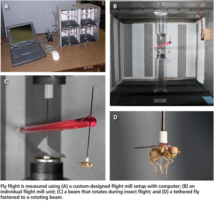 Fly flight is measured using (A) a custom-designed flight mill setup with computer; (B) an individual flight mill unit; (C) a beam that rotates during insect flight; and (D) a tethered fly fastened to a rotating beam.
