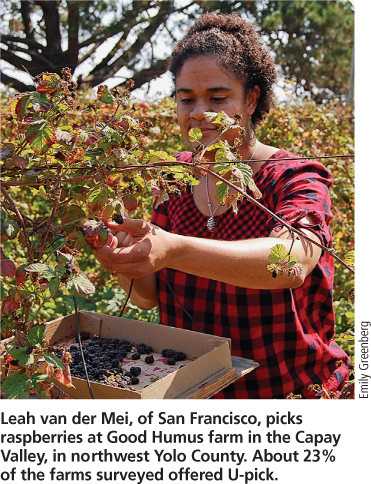 Leah van der Mei, of San Francisco, picks raspberries at Good Humus farm in the Capay Valley, in northwest Yolo County. About 23% of the farms surveyed offered U-pick.