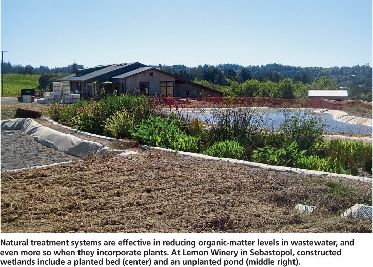Natural treatment systems are effective in reducing organic-matter levels in wastewater, and even more so when they incorporate plants. At Lemon Winery in Sebastopol, constructed wetlands include a planted bed (center) and an unplanted pond (middle right).