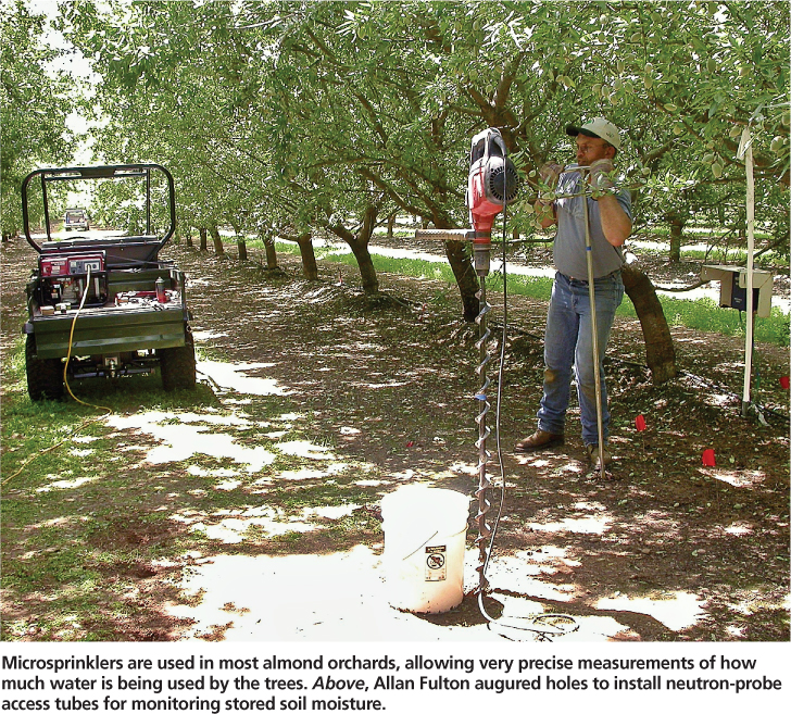Microsprinklers are used in most almond orchards, allowing very precise measurements of how much water is being used by the trees. Above, Allan Fulton augured holes to install neutron-probe access tubes for monitoring stored soil moisture.