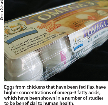 Eggs from chickens that have been fed flax have higher concentrations of omega-3 fatty acids, which have been shown in a number of studies to be beneficial to human health.
