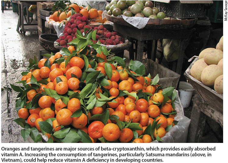 Oranges and tangerines are major sources of beta-cryptoxanthin, which provides easily absorbed vitamin A. Increasing the consumption of tangerines, particularly Satsuma mandarins (above, in Vietnam), could help reduce vitamin A deficiency in developing countries.