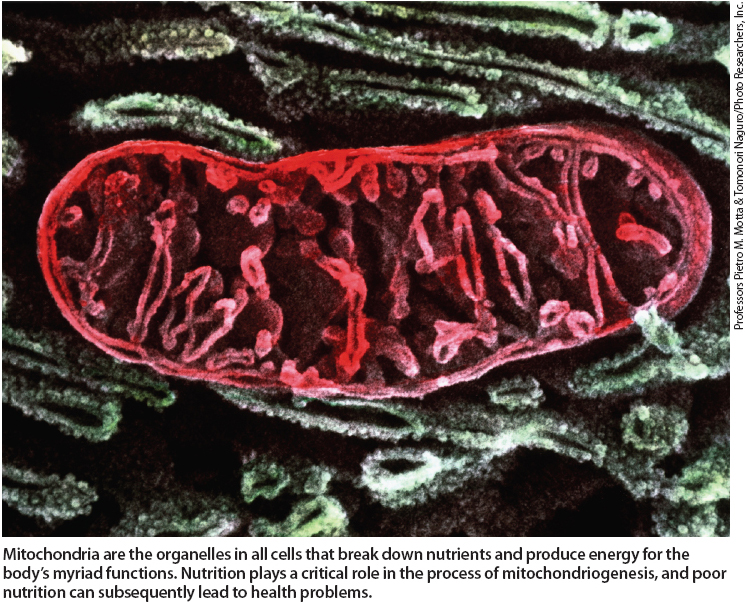 Mitochondria are the organelles in all cells that breakdown nutrients and produce energy for the body's myriad functions. Nutrition plays a critical role in the process of mitochondriogenesis, and poor nutrition can subsequently lead to health problems.