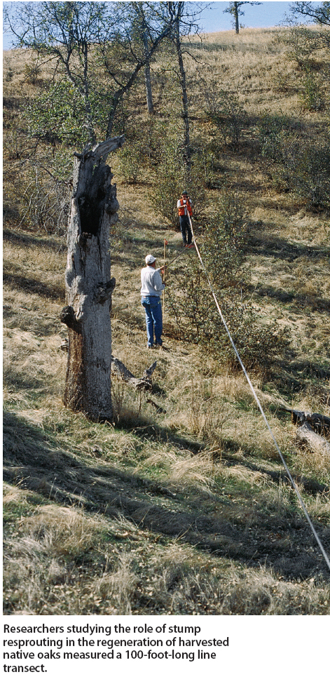 Researchers studying the role of stump resprouting in the regeneration of harvested native oaks measured a 100-foot-long line transect.